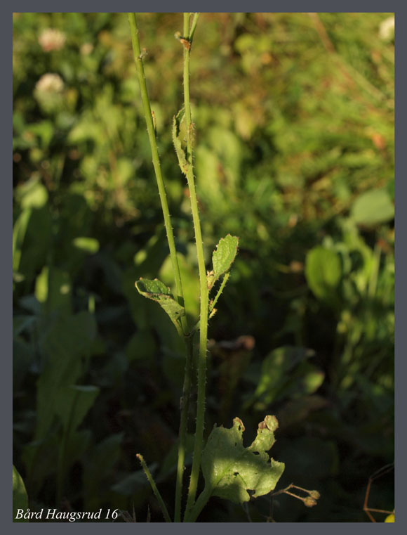 Svartehavskål Brassica elongata ssp. integrifolia
